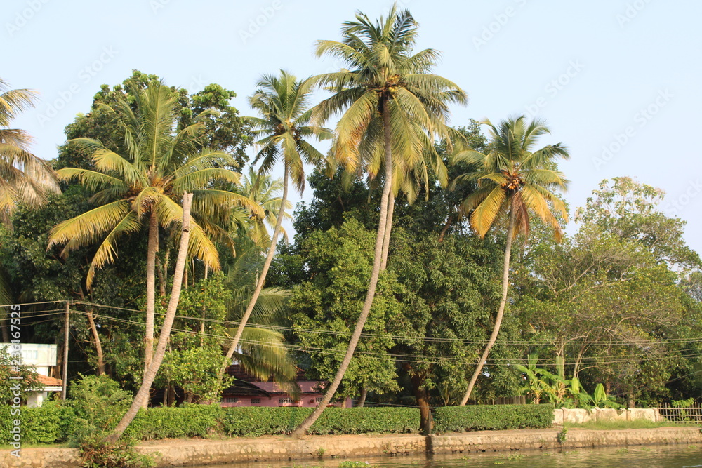 Obraz premium palm trees on beach