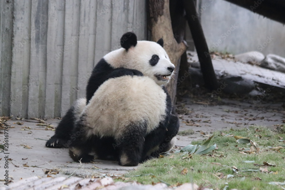 Fototapeta premium Precious Moment of Mother Panda and her Cubbie, China