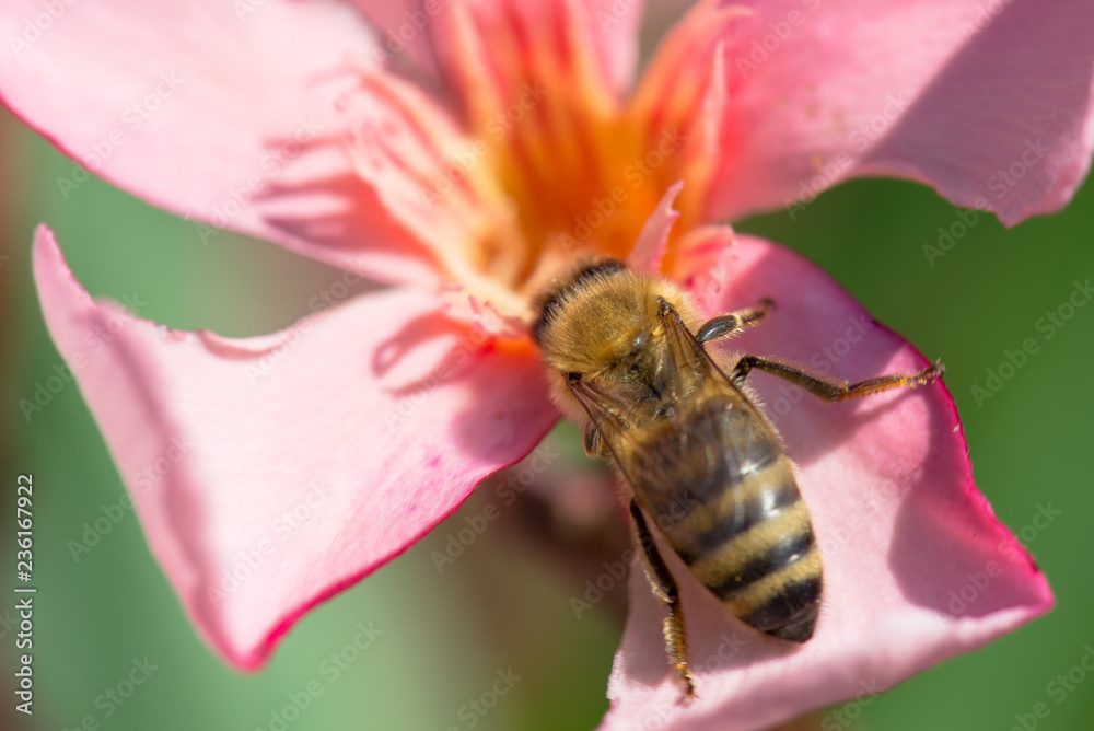 bee on a flower bee on a flower