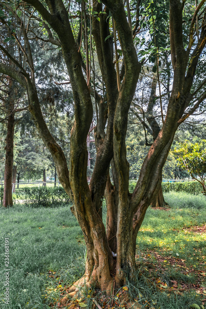 Close up of a tree crust and roots in a public park Close up of a tree crust and roots in a public park