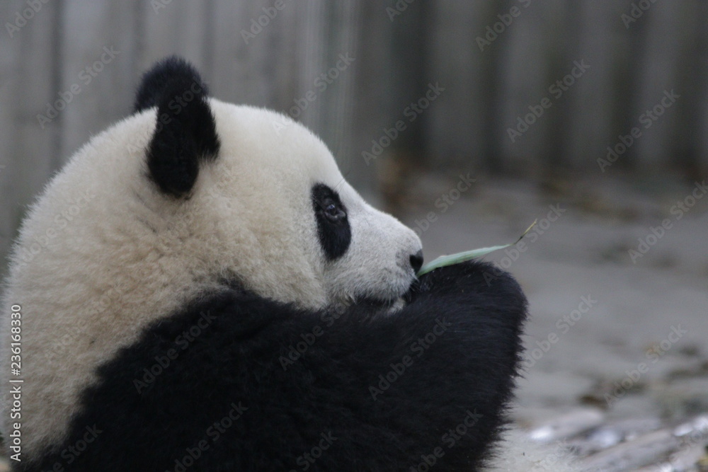 Happy Little Panda relaxing on the Playground, Chengdu, China Happy Little Panda relaxing on the Playground, Chengdu, China