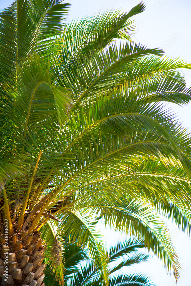 Fototapeta premium palm leaves on background of blue sky