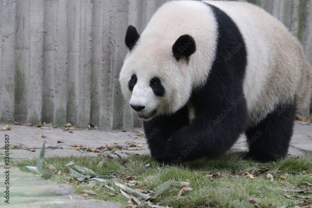 Fototapeta premium Little Panda Cub on the Tree, China