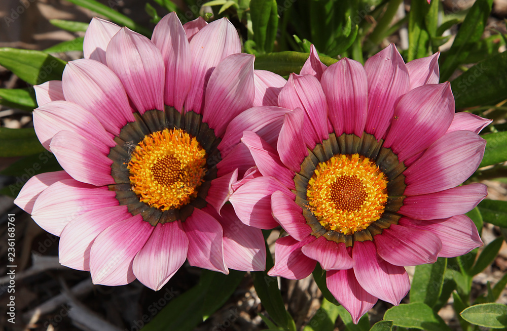 Obraz premium Gazania