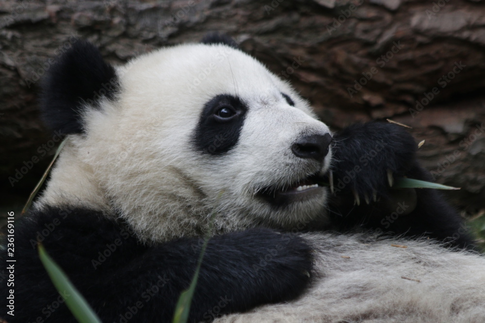 Fototapeta premium Serious Giant Panda, China
