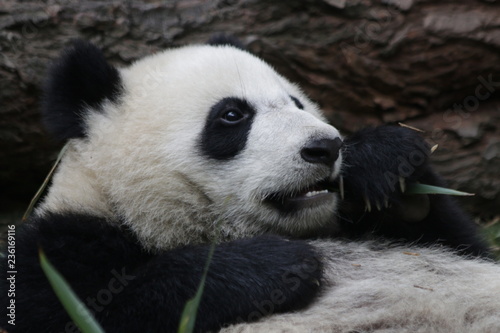 Fototapeta Naklejka Na Ścianę i Meble -  Serious Giant Panda, China