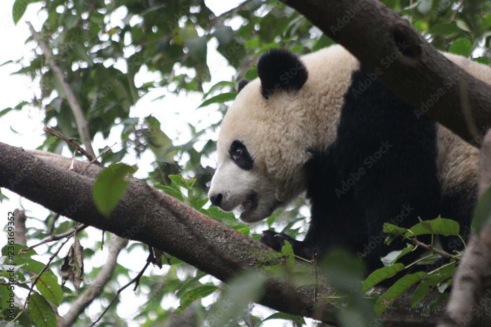 Obraz premium Little Panda Cub on the Tree, China