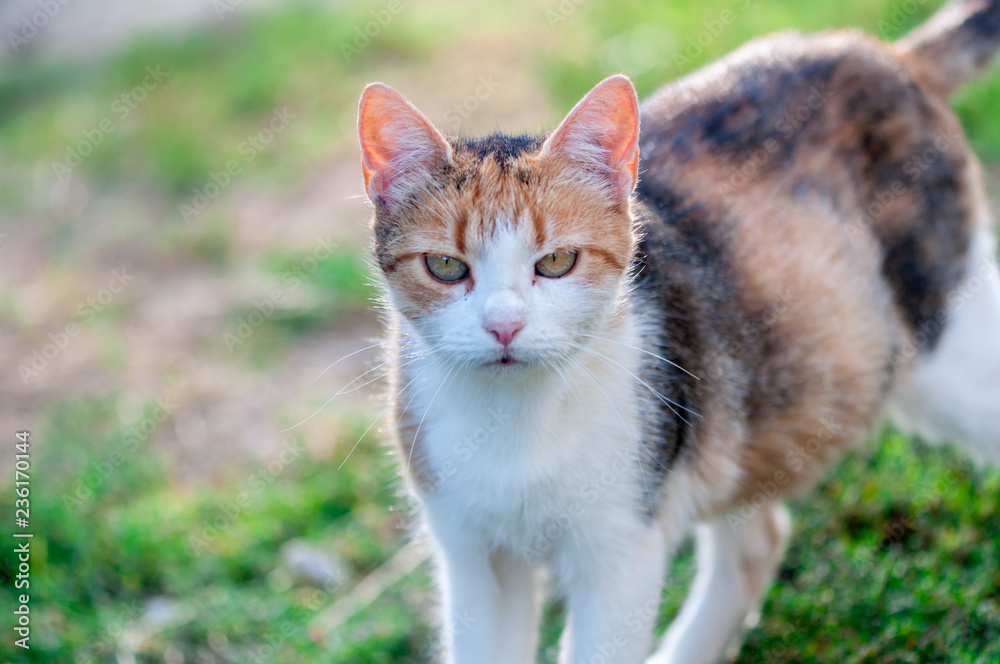 Fototapeta premium Close-up of a stray cat walking in the garden