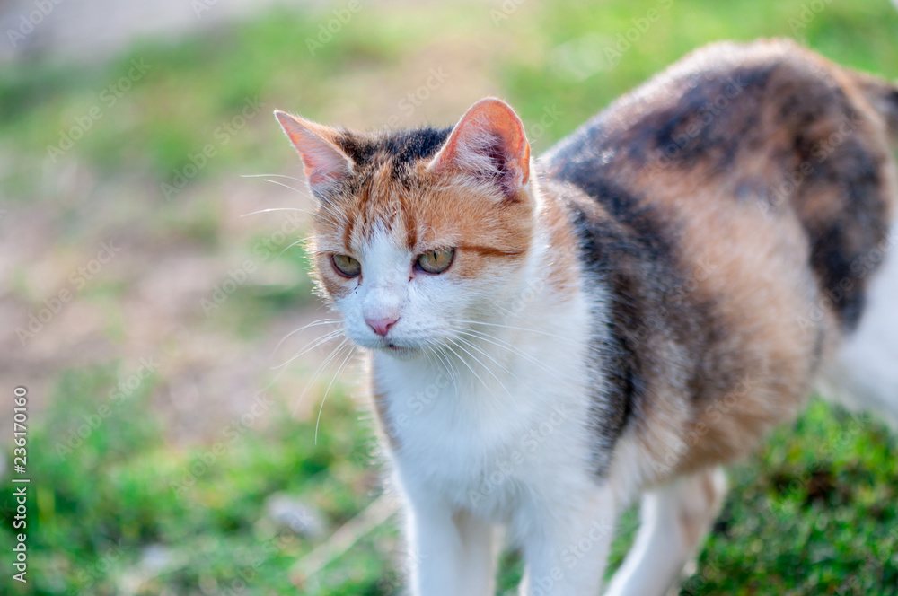 Close-up of a stray cat walking in the garden