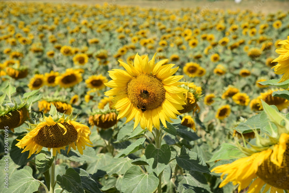 Obraz premium Felder