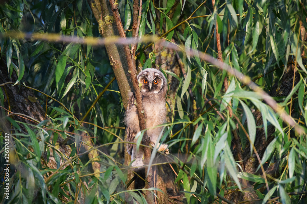 Obraz premium The eared owl (Asio otus) is a bird from the owl family. Differs large ear bundles consisting of 6 feathers. Nesting area: Europe and North Asia; winters - in northern Africa.