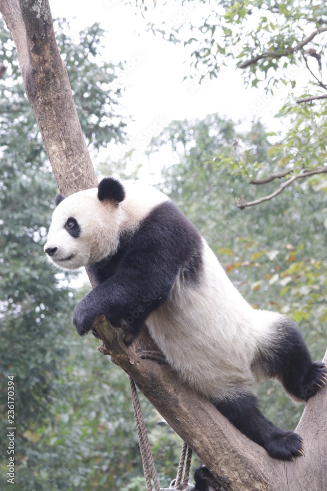Obraz premium Playful Panda on the Tree, China
