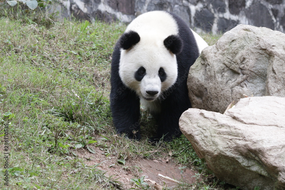 Fototapeta premium Funny Pose of Giant Panda on the Green Yard, China