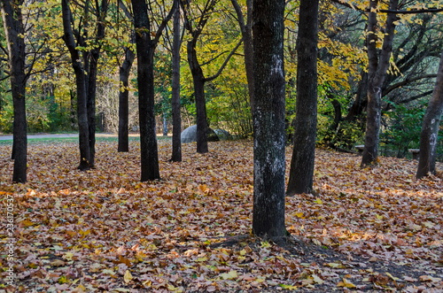 Colorful autumn landscape of autumnal forest with glade in the South park, Sofia, Bulgaria 