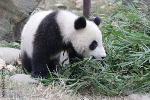 Little Baby Panda Cub is Exploring his Playground
