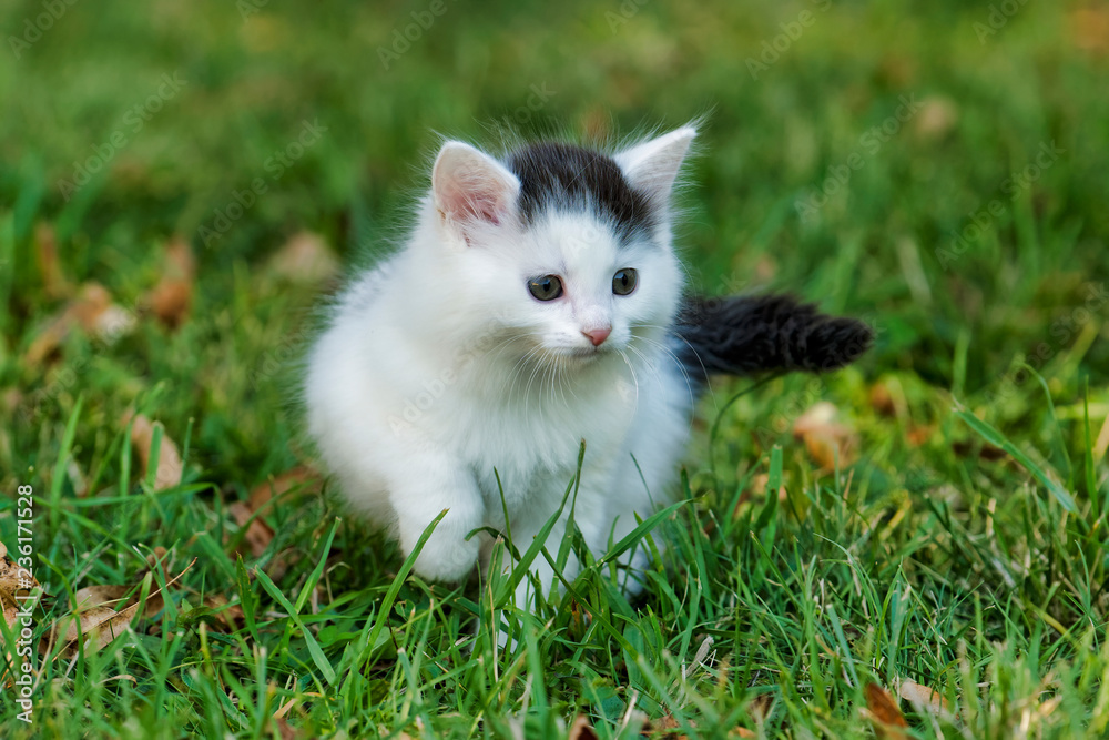 Little white kitten playing on the grass