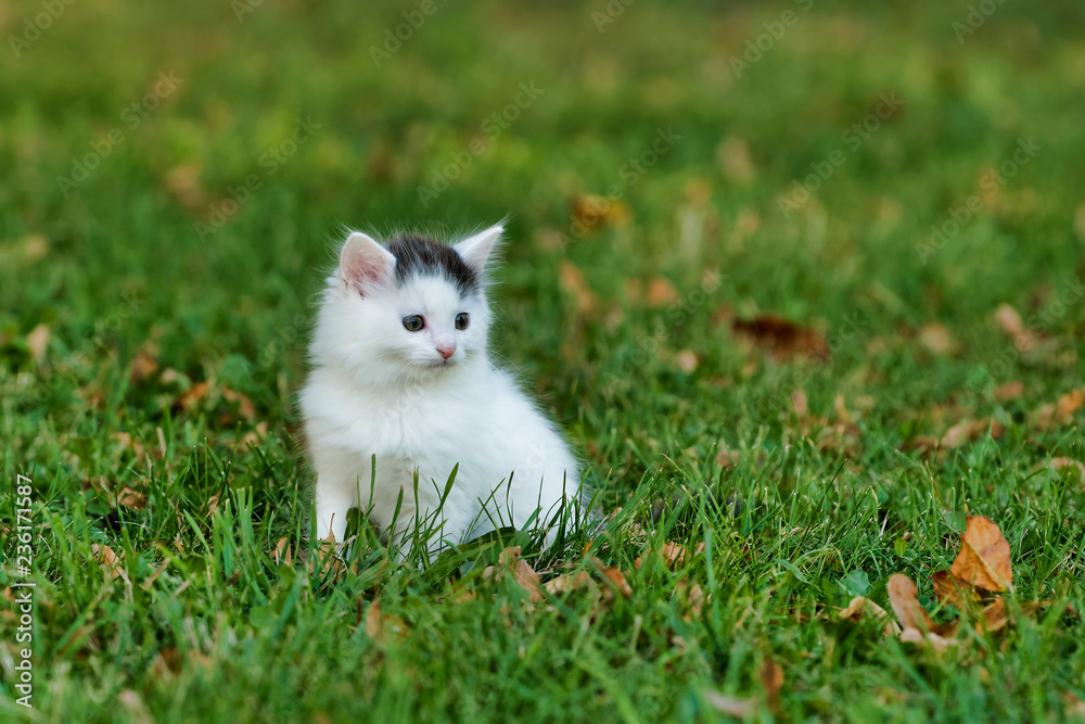Little white kitten playing on the grass
