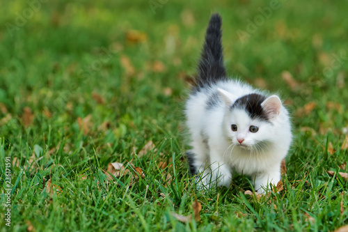 Little white kitten playing on the grass © NERYX