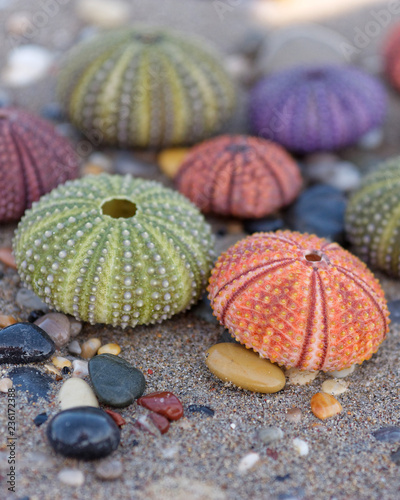 wet sand beach and colorful sea urchins close up