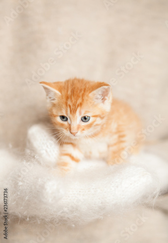 Woman in warm cosy mittens holding cute red kitten