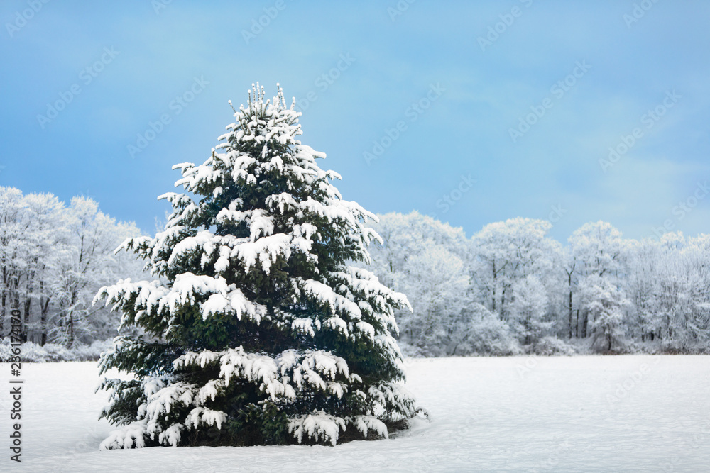 Beautiful Snowy Outdoor Decorated Christmas Tree Beautiful Snowy Outdoor Decorated Christmas Tree