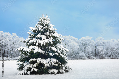 Beautiful Snowy Outdoor Decorated Christmas Tree