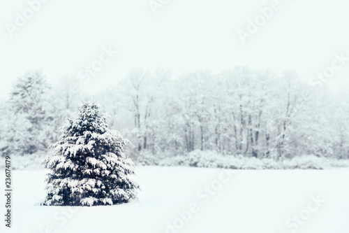 Beautiful Snowy Outdoor Decorated Christmas Tree © Christine Glade