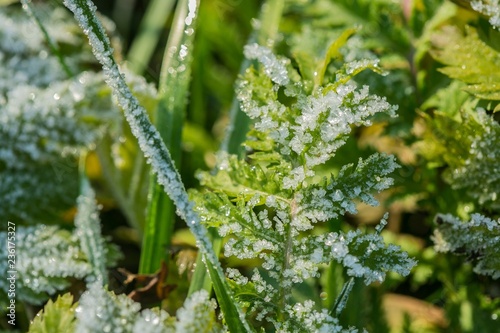 Close up image of frozen leaf of silverweed and green grass growing in a meadow, covered with white crystals of ice, sunny freezing November morning