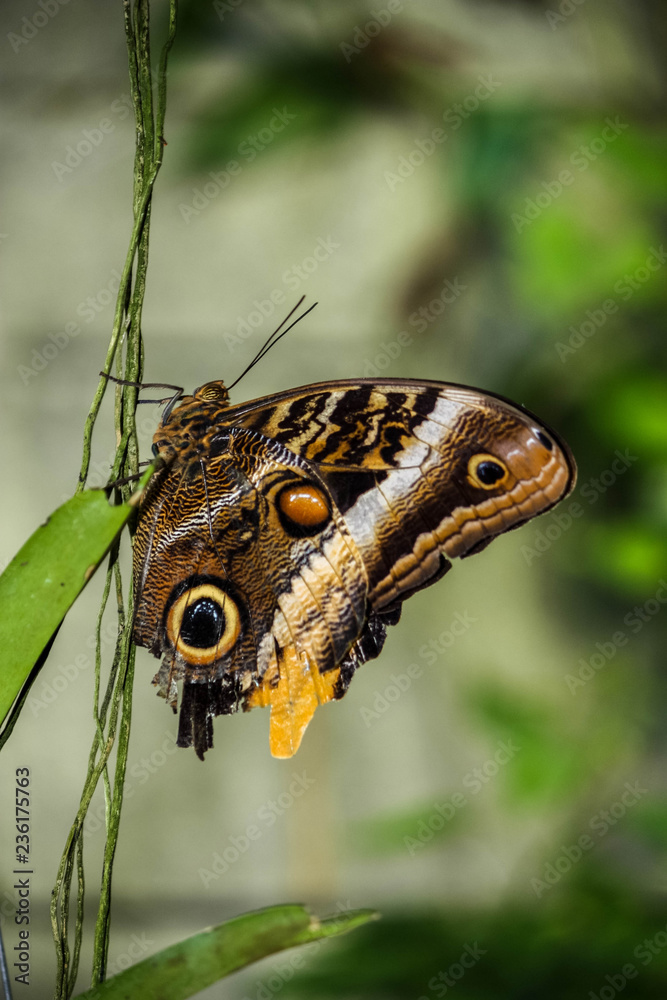 Schmetterling