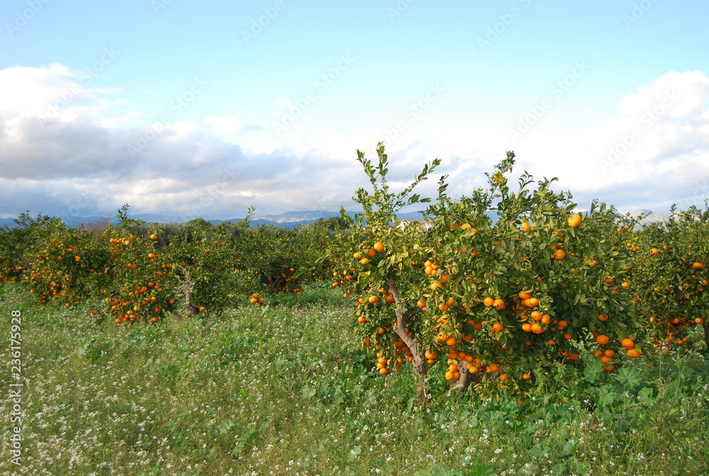 Valencian Orange Grove