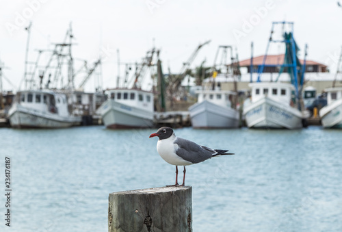 Laughing Gull (Leucophaeus atricilla) Fulton Harbor © warren_price