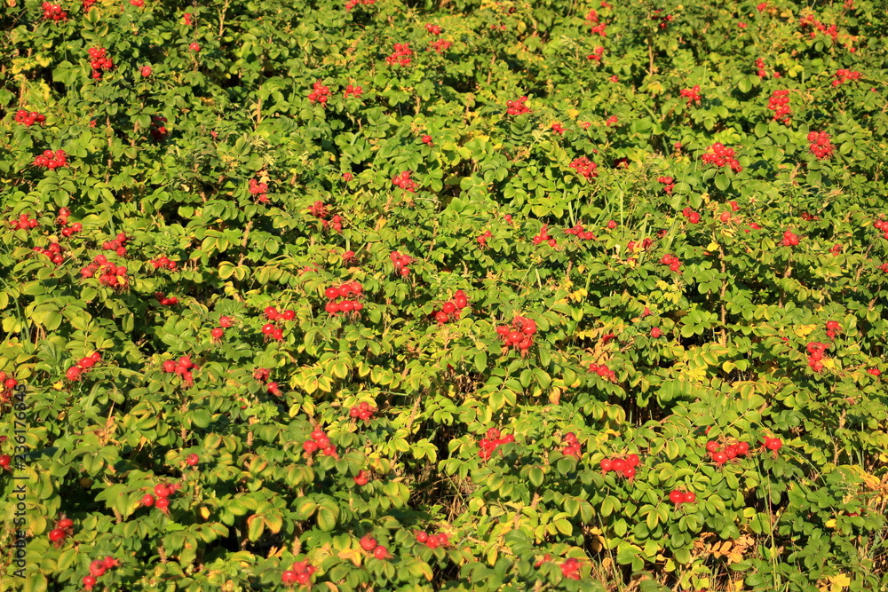 Wild rose hip shrub in nature