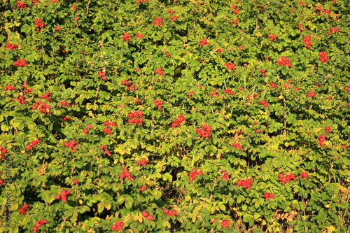 Wild rose hip shrub in nature