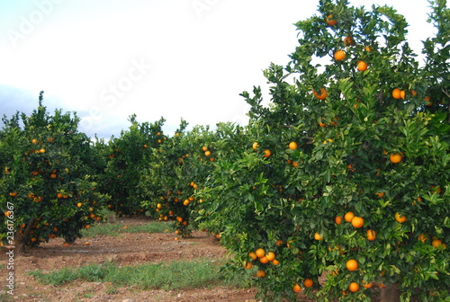 Valencian Orange Grove