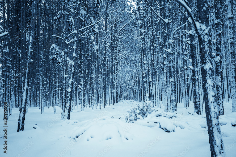 Fototapeta premium Winter nature background.