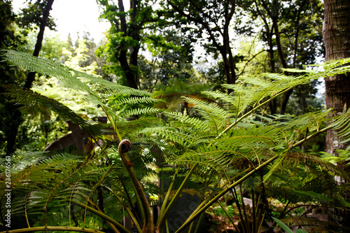 fern in tropical forest
