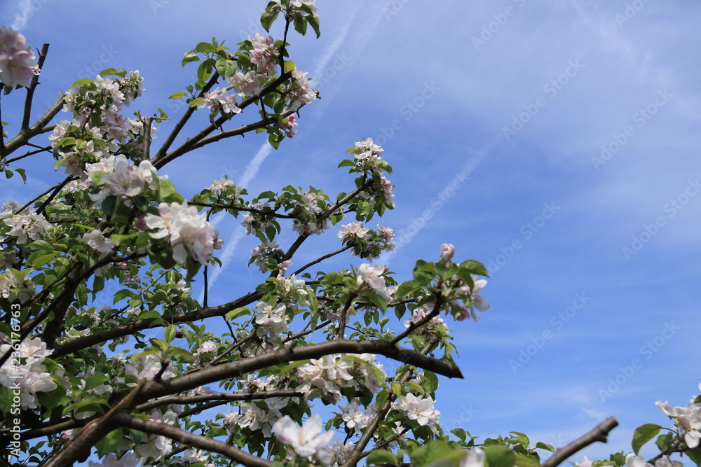 Flowers of the cherry blossoms on a spring day Flowers of the cherry blossoms on a spring day