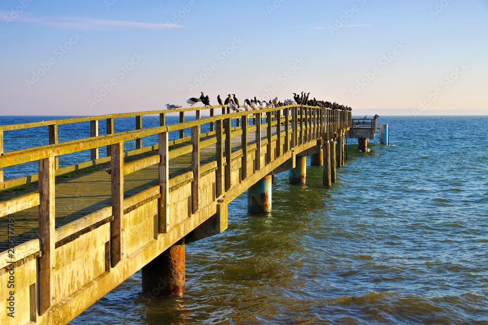 Sassnitz Seebruecke - Sassnitz pier with many birds