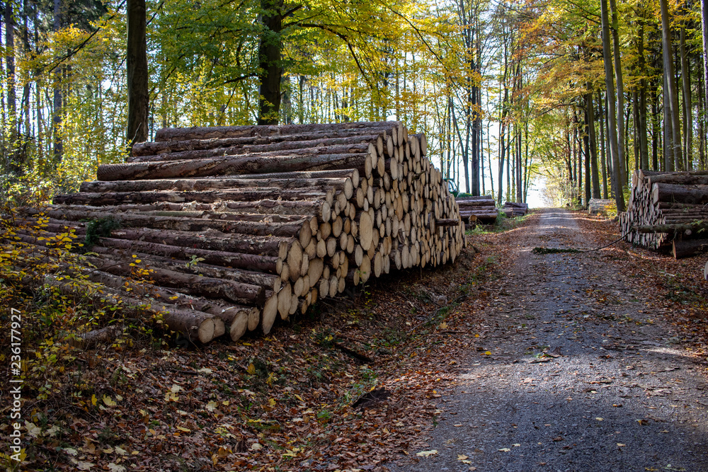 Forestry stacked tree trunks, oak, beech, in the autumn forest of the Ore Mountains in Saxony Germany