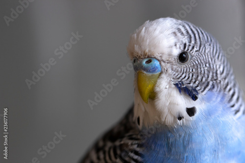 Canvas Print A blue wavy parrot sits on a cage