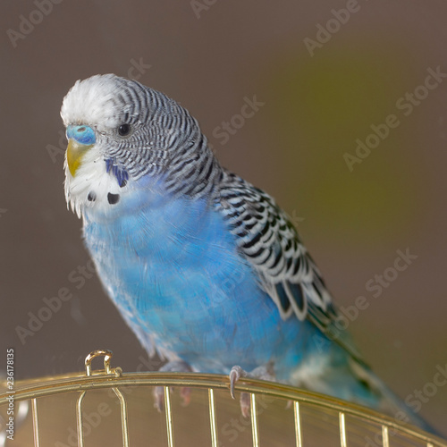 A blue wavy parrot sits on a cage