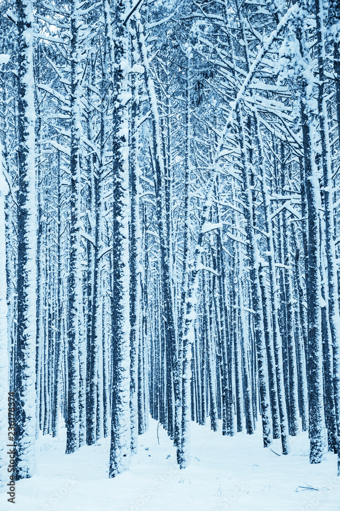 Fototapeta premium Winter nature background.