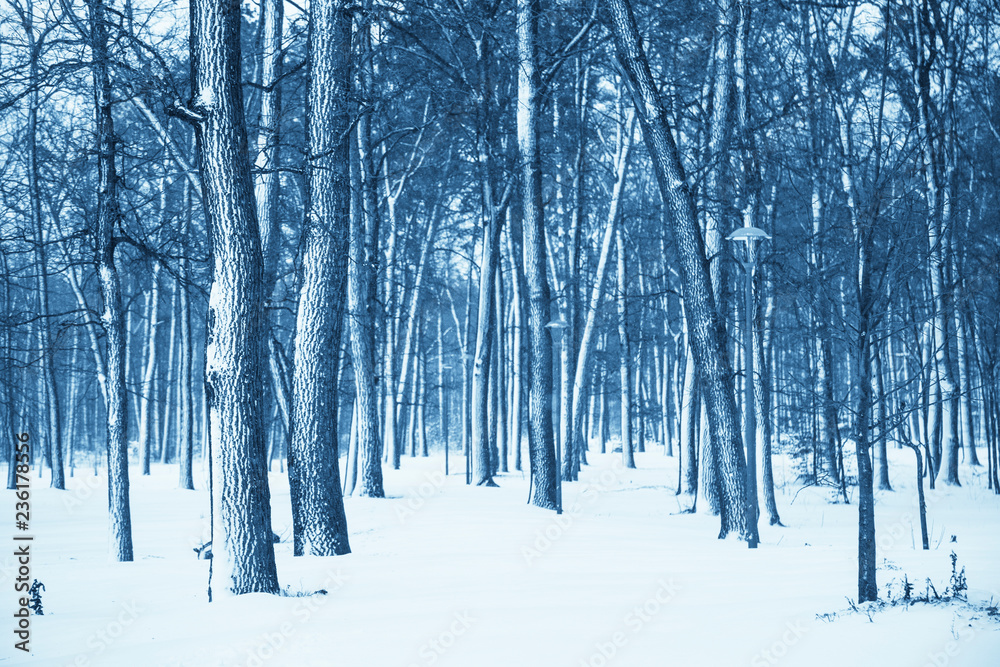 Fototapeta premium Winter nature background.