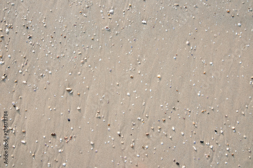 Sandy seabed with pebbles and shells at low tide.