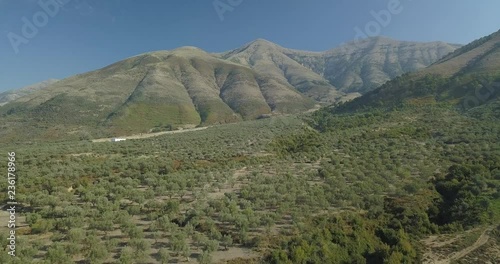 olive tree forest plantation in the base of a mountain in south albania - delvine - 4k