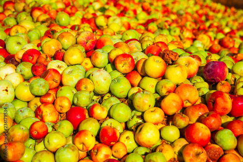 Ripe apples being processed and transported in an industrial production facility