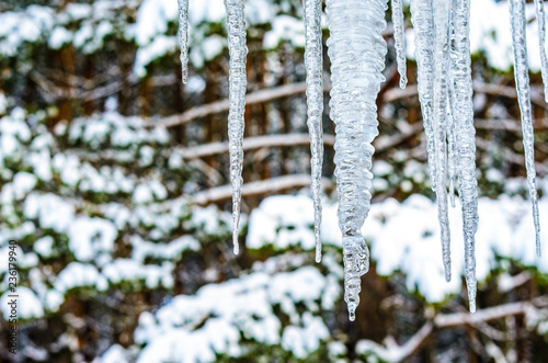 Icicles hanging from the roof against the backdrop of the forest. View from the window of a country house photo