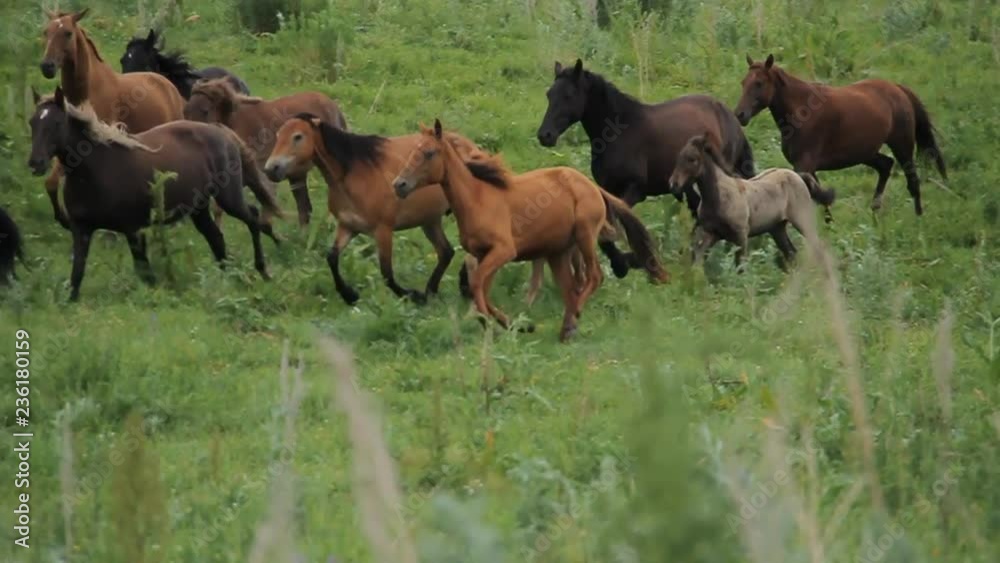 The herd of horses is grazing in the foothills of Alma-ata. The herd of horses is grazing in the foothills of Alma-ata.