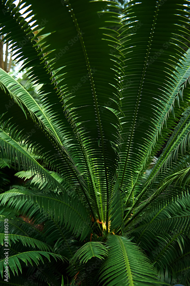 Cycad in rainforest