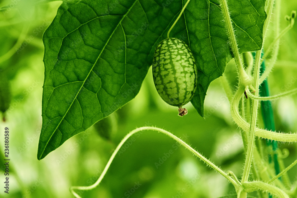 Leafy Melothria scabra aka mouse melon, cucamelon plant Leafy Melothria scabra aka mouse melon, cucamelon plant